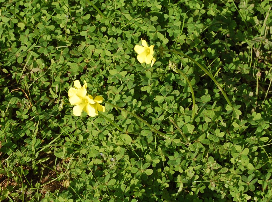 Oxalis pes-caprae